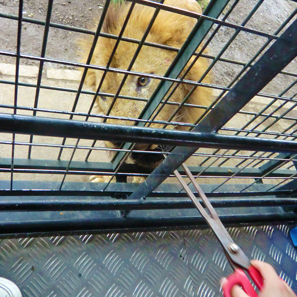 サファリパークのライオン