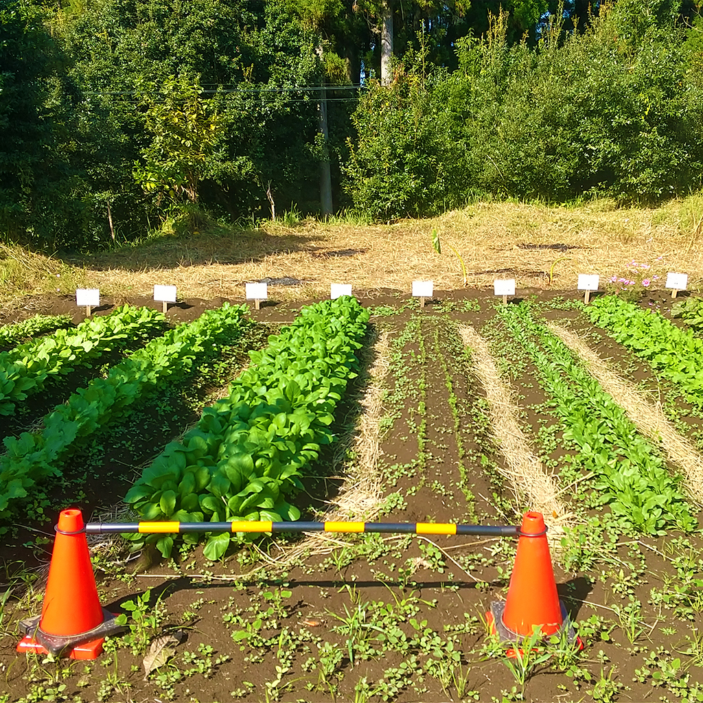 野菜畑の写真