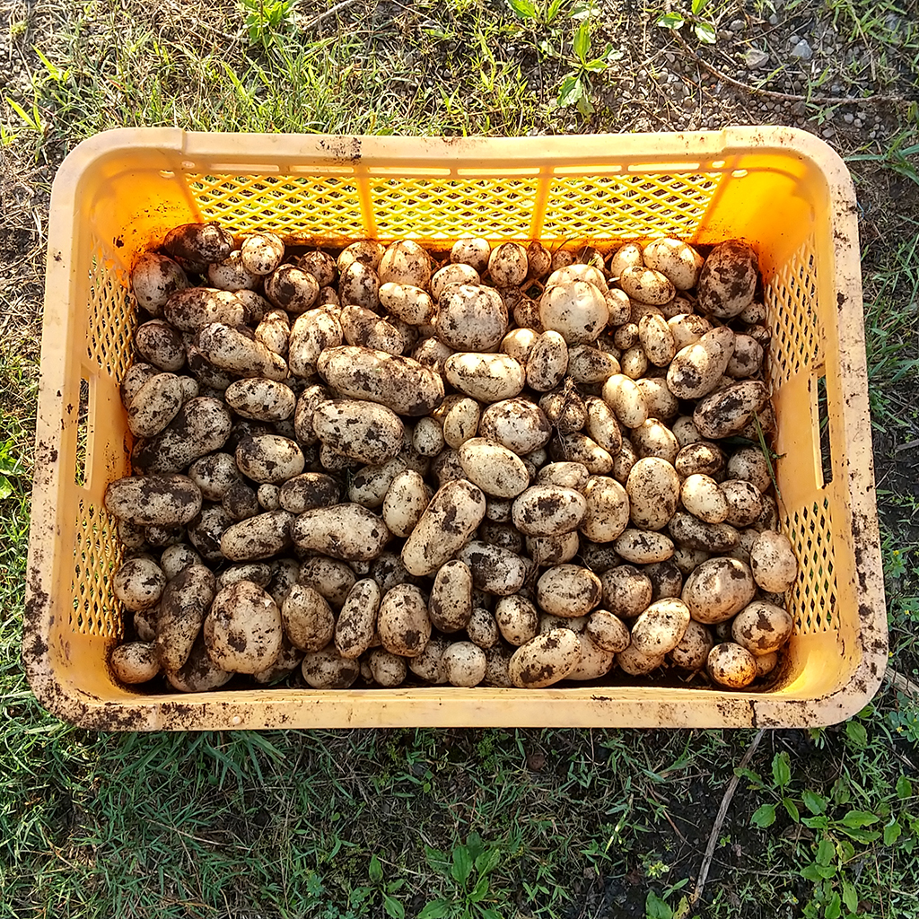 収穫したじゃがいもの写真